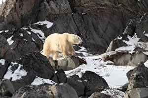 Sub Arctic Prints: Young polar bear making its way along the rocky shore of Hudson Bay near Churchill