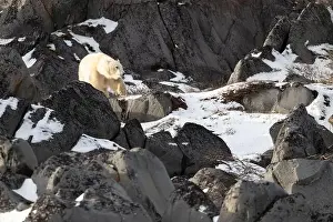 Sub Arctic Prints: Young polar bear making its way along the rocky shore of Hudson Bay near Churchill