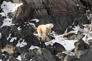 Sub Arctic Prints: Young polar bear making its way along the rocky shore of Hudson Bay near Churchill