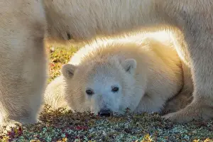 Ken Archer Prints: Young polar bear rest under its mother while she scavenges an old Caribou carcass