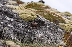 Car Park Prints: young puppy of Arctic fox in Iceland