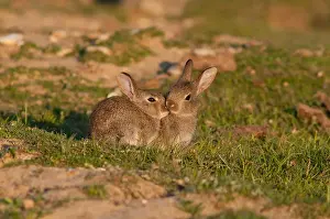 Young rabbits sit in low evening sun nuzzling each other, New Forest, Hampshire, England, UK