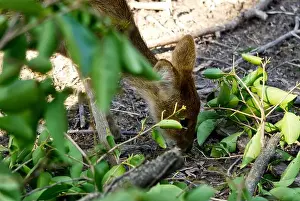 White Tail Prints: young red deer shows up