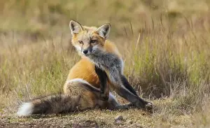Vulpes Vulpes Prints: Young red fox with an itch in Washington State