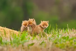 Vulpes Vulpes Prints: Three young red fox kits sit outside their den in a horse pasture