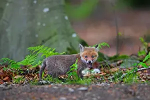 Burrow Prints: Young red fox (Vulpes vulpes) single kit / cub calling near burrow / den in forest in spring