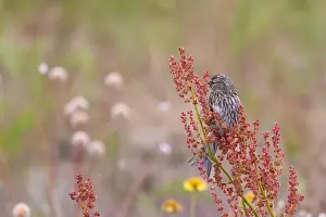 Arctic Tundra Prints: Young redpoll eats horse sorrel seeds