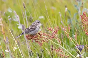 Arctic Tundra Prints: Young redpoll eats horse sorrel seeds