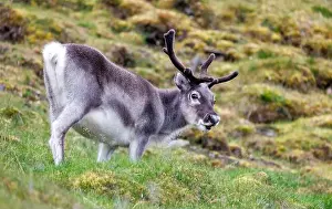 North Pole Prints: Young reindeer, Rangifer tarandus