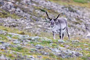 North Pole Prints: Young reindeer, Rangifer tarandus