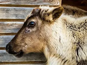 Ruminant Prints: Young reindeer, its scientific name is Rangifer tarandus