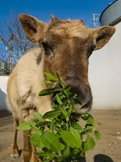 Ruminant Prints: Young reindeer, its scientific name is Rangifer tarandus is eating leaves