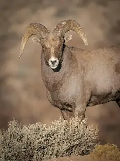 Sagebrush Prints: Young Rocky Mountain bighorn ram during the rut along the Rio Grande River Canyon