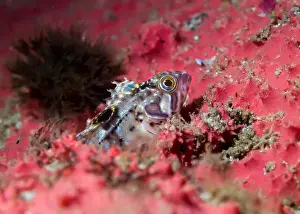 Atlantic Sea Prints: A young Speckled Klipfish (Clinus venustris) up close surrounded with bright sea sponge