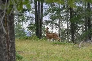 Fawns Prints: Young spotted mule deer fawns (Odocoileus hemionus), Canmore, Alberta, Canada