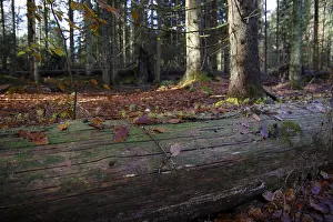 Offspring Prints: young spruce trees