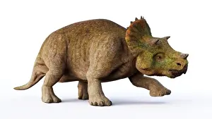 Jurassic Prints: young Triceratops horridus, dinosaurs isolated on white background