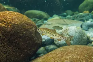 Riverbed Prints: Young trout looking for food in a cool water stream in the Pacific Northwest