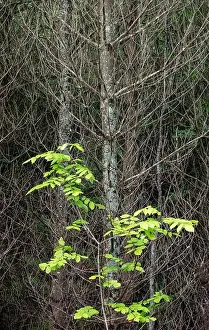Wisconsin Prints: A young White Ash (Fraxinus americana) grows in front of a stand of dead Tamarack (Larix laricina) trees