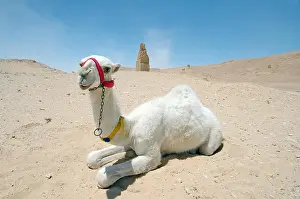 Calf Prints: Young white camel (Camelus dromedarius) lying on the sand near tower tomb, Tadmur, Syria
