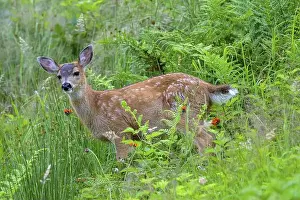 Virginia Deer Prints: A young white-tailed deer (Odocoileus virginianus) stands at attention in a green meadow
