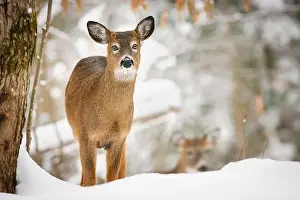 White Tailed Deer Prints: Young white-tailed deer with unusual eyes in snowy forest