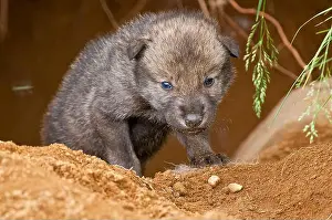 Wolf Prints: Very young wolf pup coming out of the den