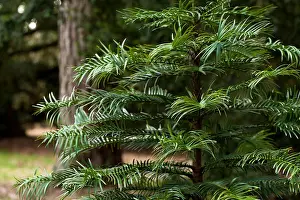 Gloucestershire Prints: Young Wollemia nobilis, Wollemi Pine, tree