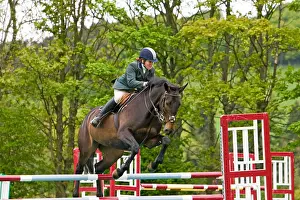 Show Jumping Prints: Young woman showjumper jumping fence