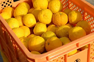 Citrus Prints: Yuzu frui in Japan