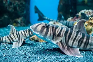 Shark Prints: Zebra bullhead shark (Heterodontus zebra) swimming in the sea