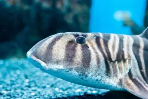 Shark Prints: Zebra bullhead shark (Heterodontus zebra) swimming in the sea