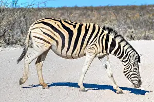 Zebra Prints: Zebra, Etosha National Park, Kunene, Namibia