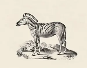 Zebras Prints: Zebra illustration. Pencil sketch of a zebra isolated on an aged beige background