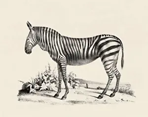 Zebras Prints: Zebra illustration. Pencil sketch of a zebra isolated on an aged beige background