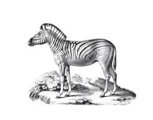 Zebra illustration. Pencil sketch of a zebra isolated on a plain white background