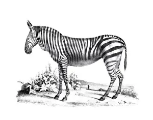Soft Tones Prints: Zebra illustration. Pencil sketch of a zebra isolated on a plain white background
