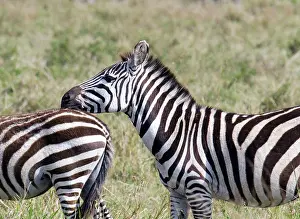 Zebra Prints: Zebra in the Masai Mara Park resting head on the back of another zebar, Kenya