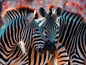 Alertness Prints: Two zebra nuzzling, Mpumalanga, South Africa