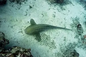 Shark Prints: Zebra Shark (Stegostoma fasciatum) laying on sand bottom in the coral reef of Maldives island