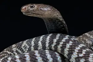 Venom Prints: Zebra spitting cobra (Naja nigricincta nigricincta)
