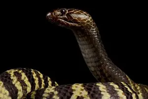 Naja Prints: Zebra spitting cobra (Naja nigricincta nigricintcta)