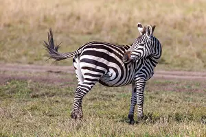 Zebra Prints: Zebra swishing tail