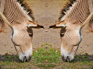 Herbivorous Prints: Two Zebroids a cross between a zebra and a donkey