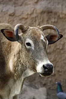 Ruminant Prints: Zebu