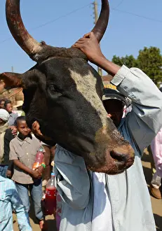 Madagascar Prints: A Zebu bull sacrificed during the Famadihana festival in Madagascar