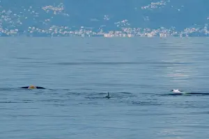 Ligurian Prints: Ziphius cuvier beaked whale in mediterranean ligurian sea close up in front of genoa town italy