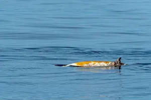 Ligurian Prints: Ziphius cuvier beaked whale in mediterranean ligurian sea close up in front of genoa town italy