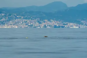 Ligurian Prints: Ziphius cuvier beaked whale in mediterranean ligurian sea close up in front of genoa town italy