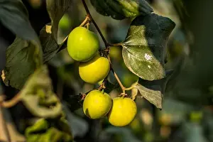 Ziziphus mauritiana, also known as Indian jujube is a multi-purpose tree species belonging to the family Rhamnaceae